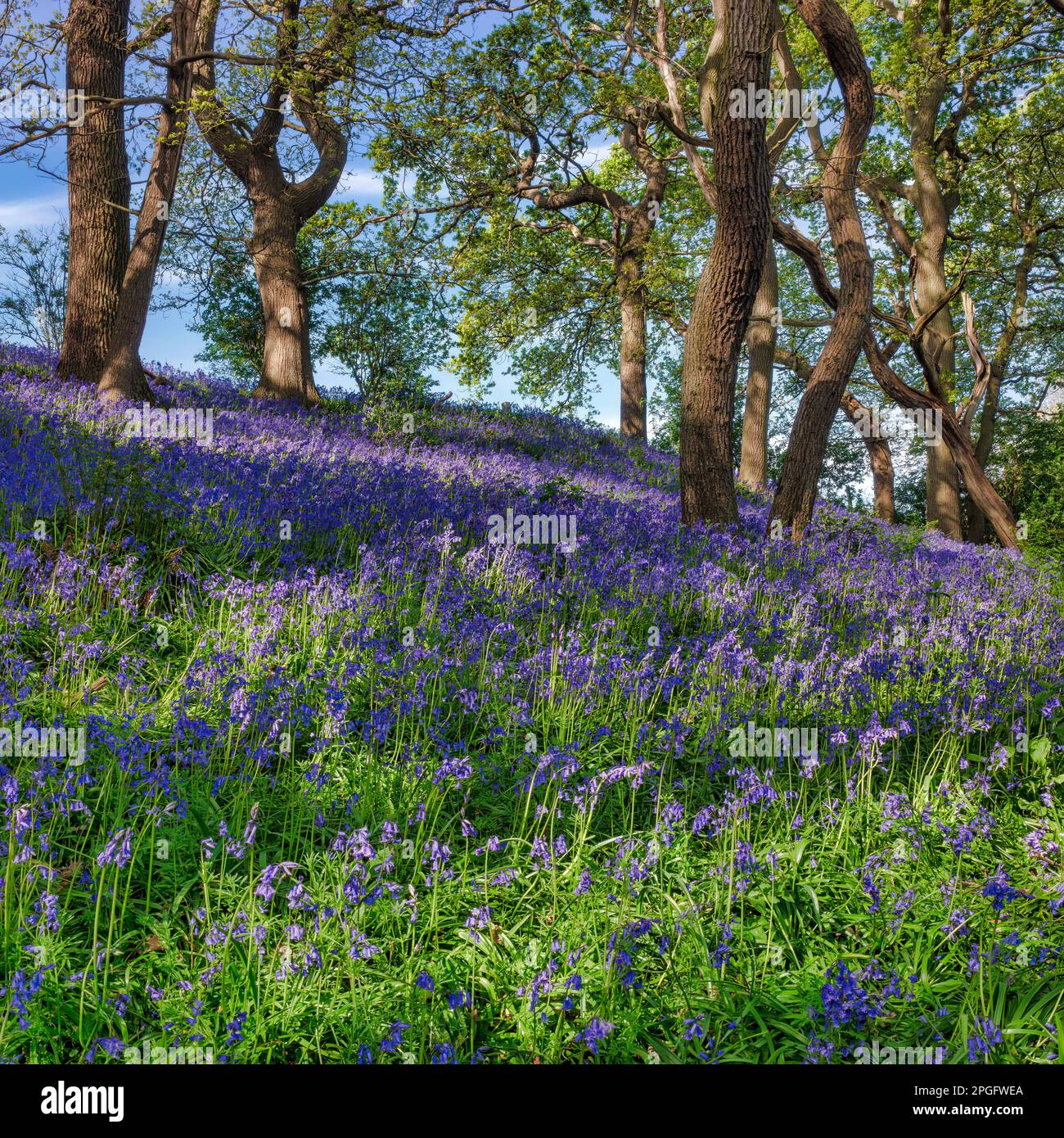 Vue sur les cloches dans les bois près de Wylam, Northumberland, Angleterre, Royaume-Uni Banque D'Images