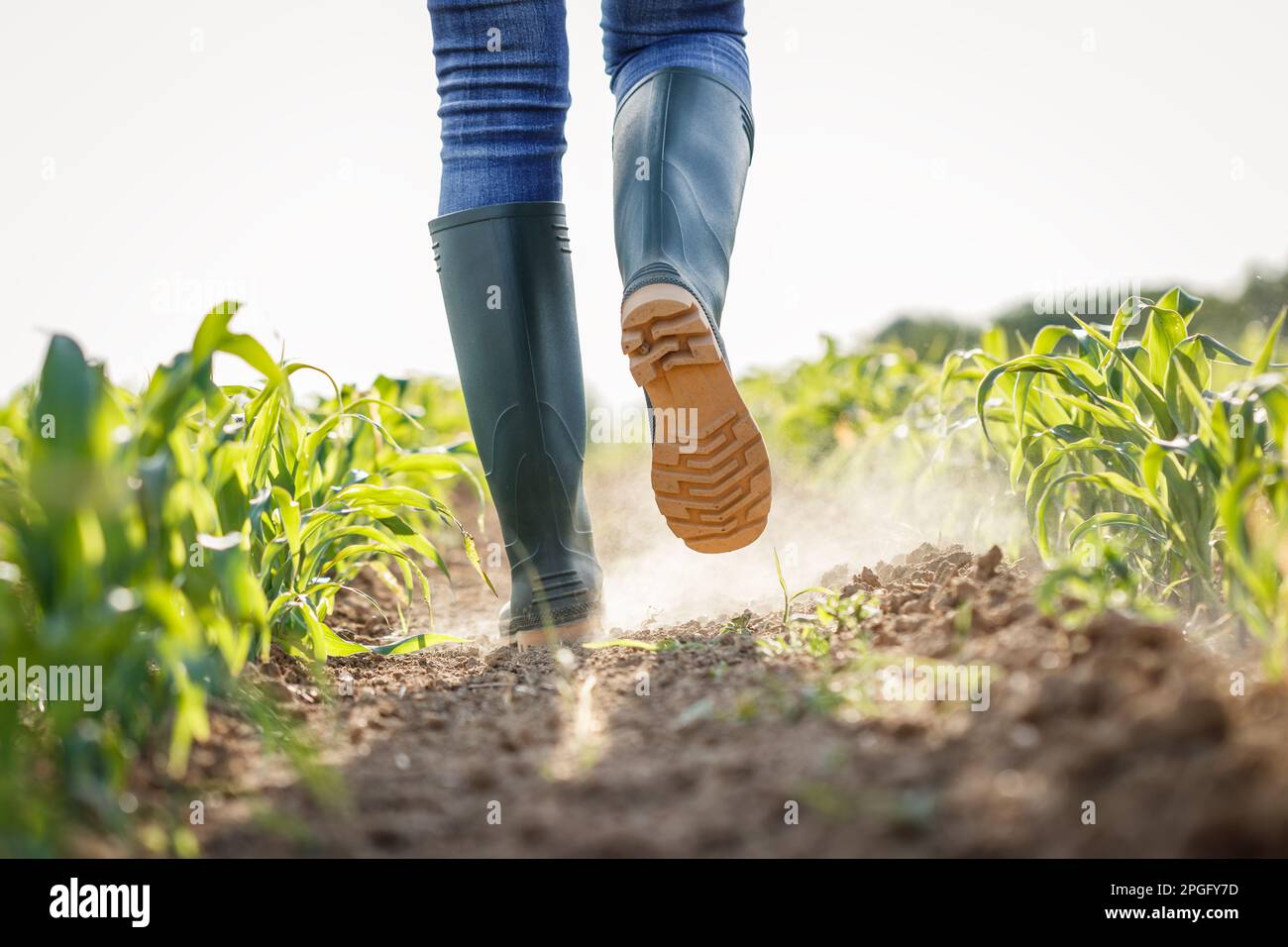 Un agriculteur avec des bottes en caoutchouc marche dans un champ de maïs sec. Activité agricole dans les terres cultivées au climat aride. Impact du changement climatique sur l'agriculture Banque D'Images