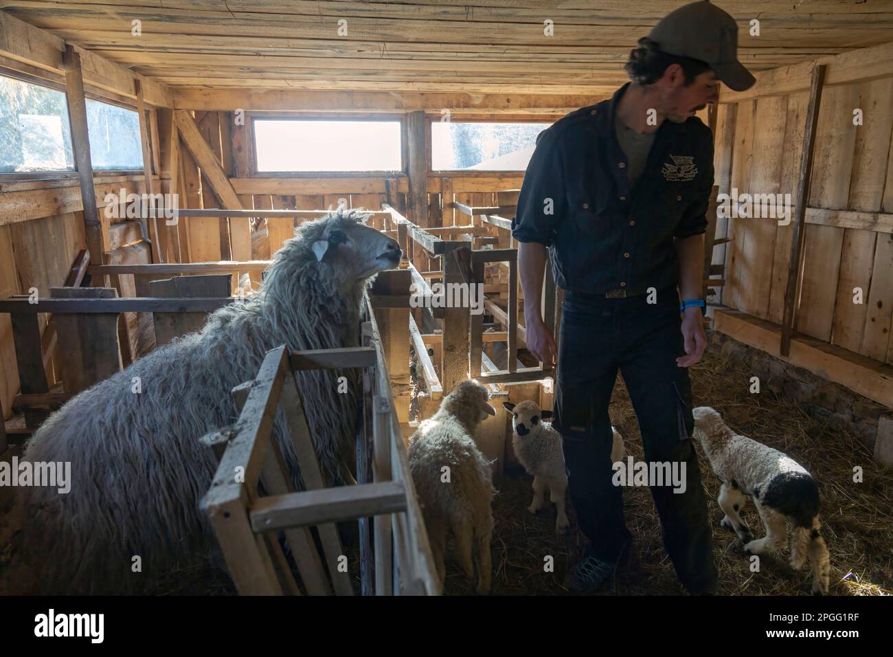 Éleveur nourrissant un mouton avec un seau de nourriture. Travailler avec des animaux domestiques sur la ferme Banque D'Images