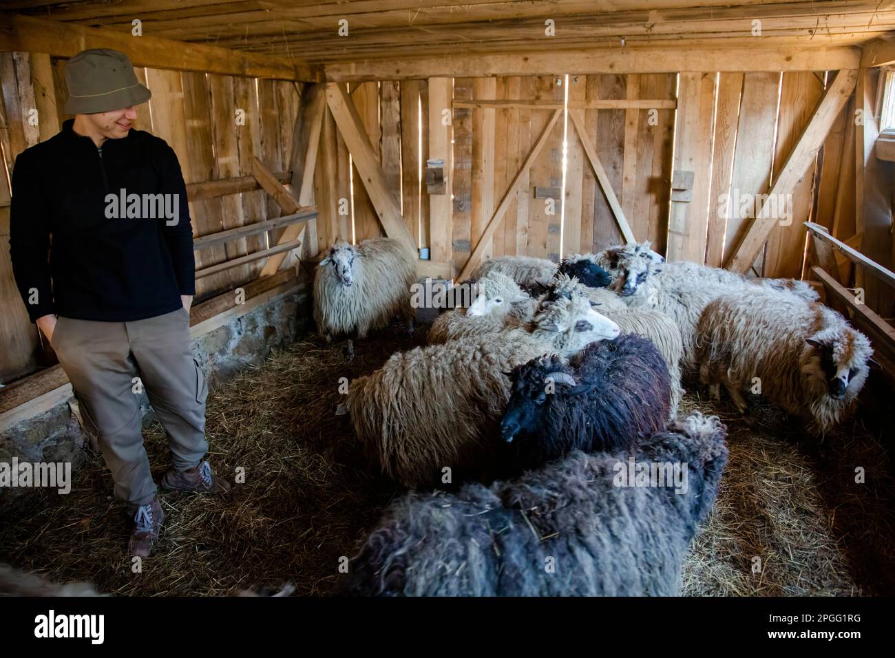 Éleveur nourrissant des moutons avec un seau de nourriture. Travailler avec des animaux domestiques sur la ferme Banque D'Images