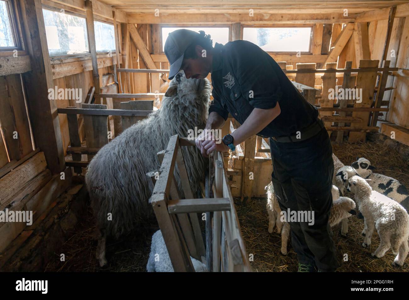 Éleveur nourrissant un mouton avec un seau de nourriture. Travailler avec des animaux domestiques sur la ferme Banque D'Images