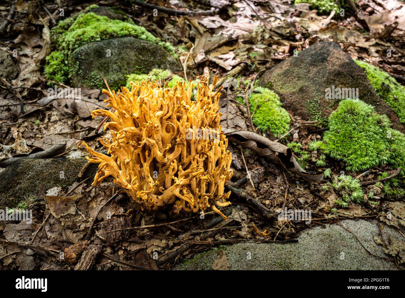 Champignons de corail, champignons de type doigt entourés de mousse verte dans une zone forestière. La vue rapprochée met en évidence les détails complexes des champignons, y compris Banque D'Images