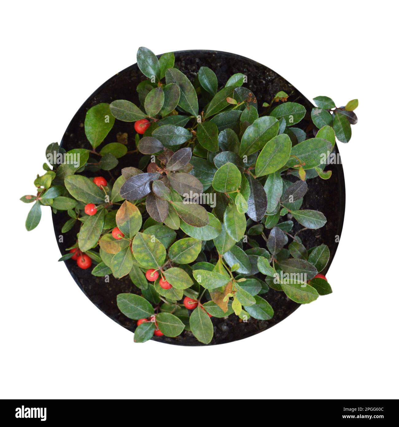 Plante gaulthérie avec baies rouges en pot isolée sur fond blanc Banque D'Images
