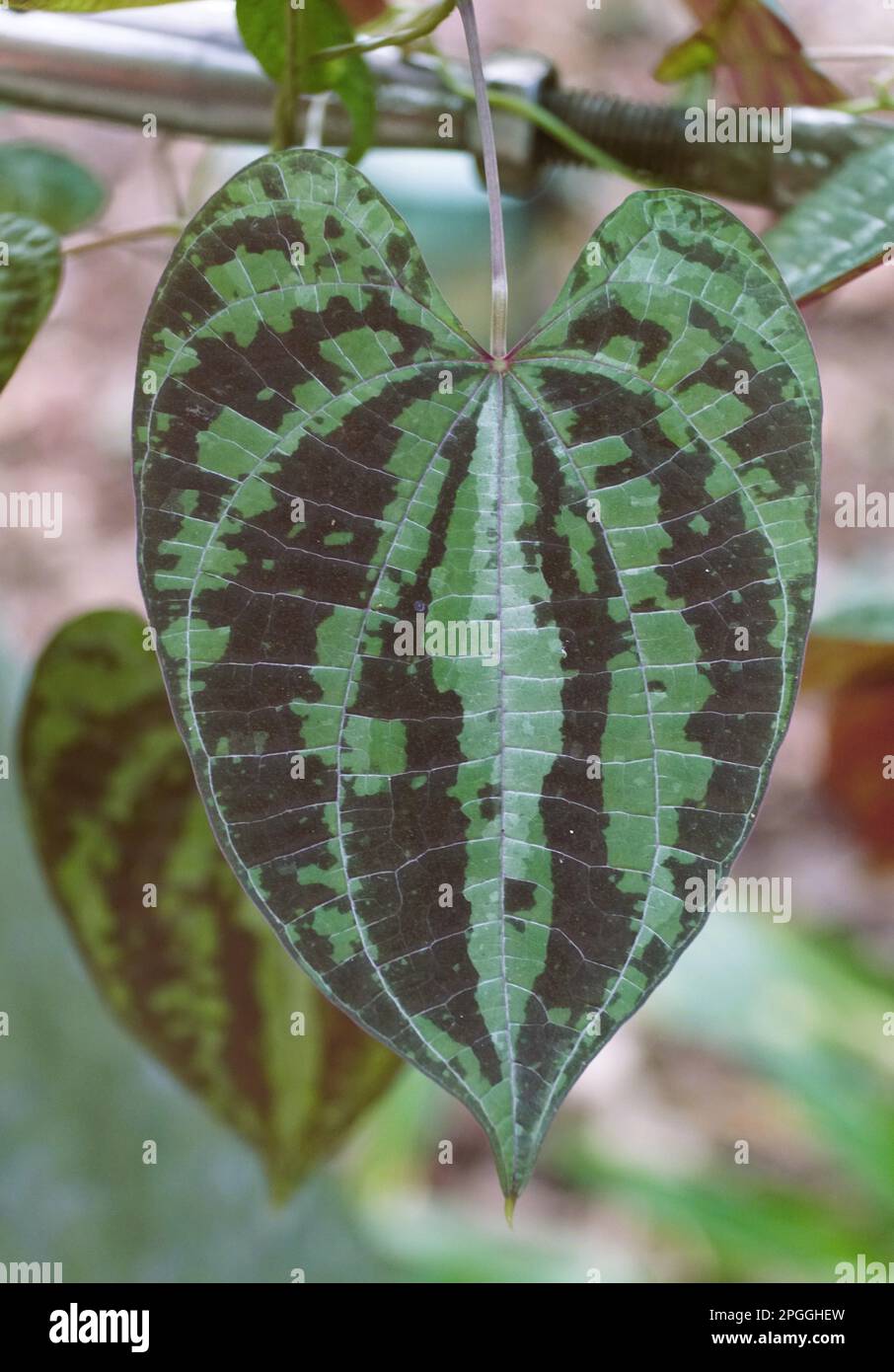 Gros plan sur le magnifique motif de feuilles de Dioscorea Dodécaneura, également connu sous le nom d'ornamental Yam Banque D'Images