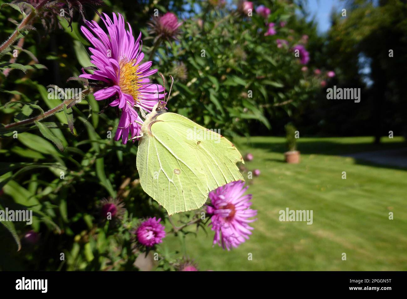 Papillon au citron (Gonepteryx rhamny) sur la fleur de l'aster d'automne (Aster) dans le jardin, Rhénanie-du-Nord-Westphalie, Allemagne Banque D'Images