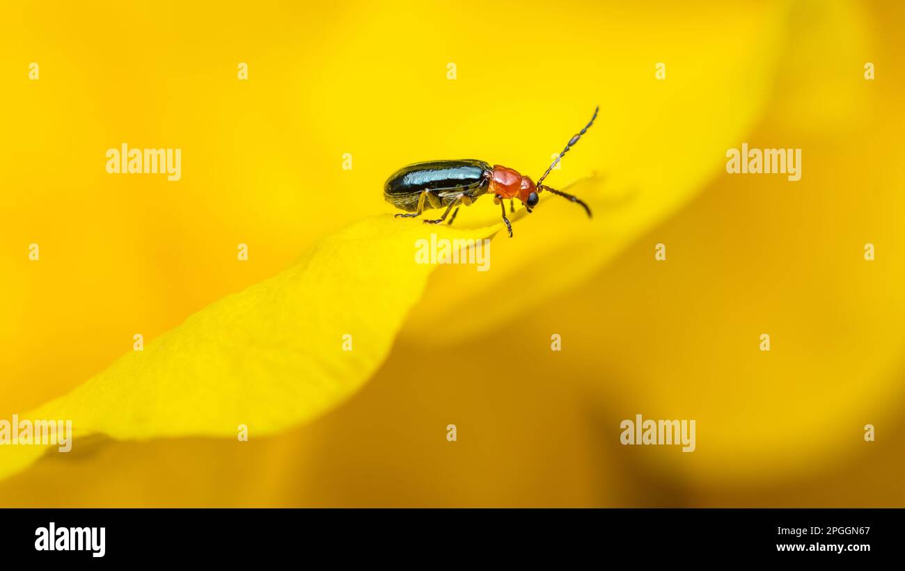 Coléoptère de feuilles de céréales (Oulema melanopus) mangeant des fleurs jaunes âgées, photographie rapprochée. Banque D'Images