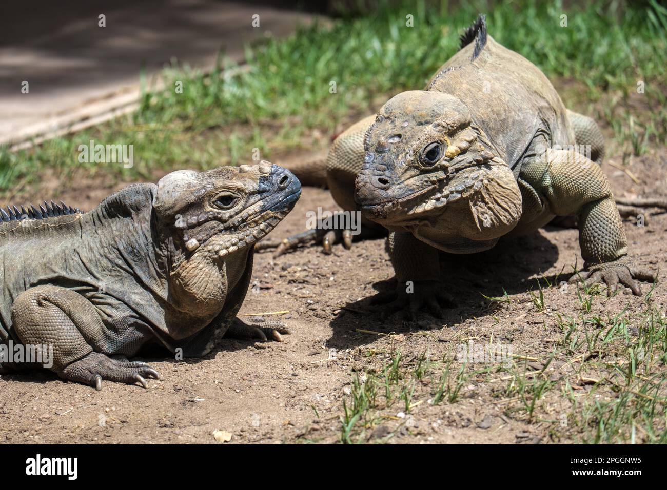 Iguane rhinocéros (Cyclura cornuta) dans le Bioparc Fuengirola Banque D'Images