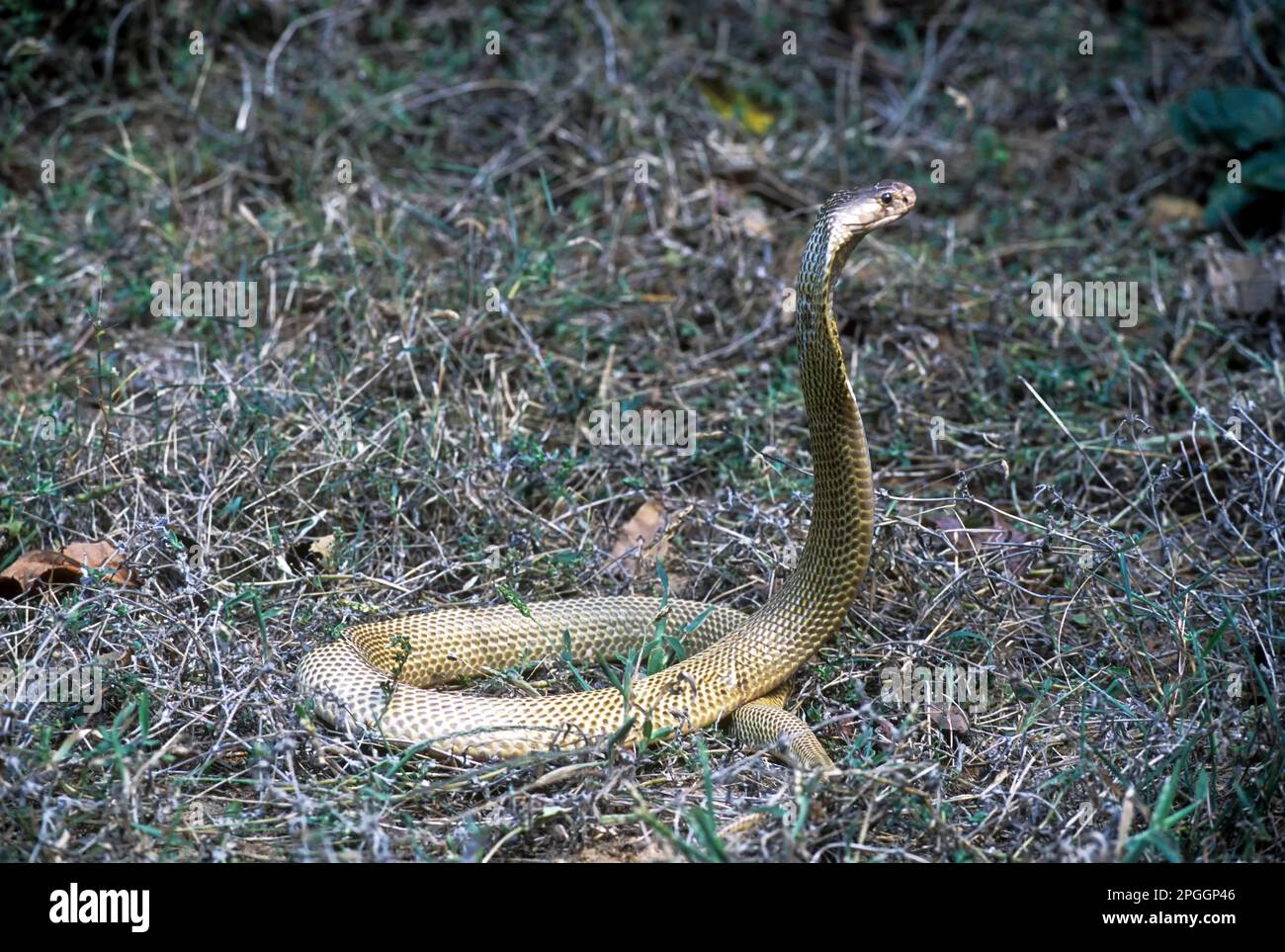 Cobra indien (Naja kaouthia) Tamil Nadu, Inde, Asie Banque D'Images