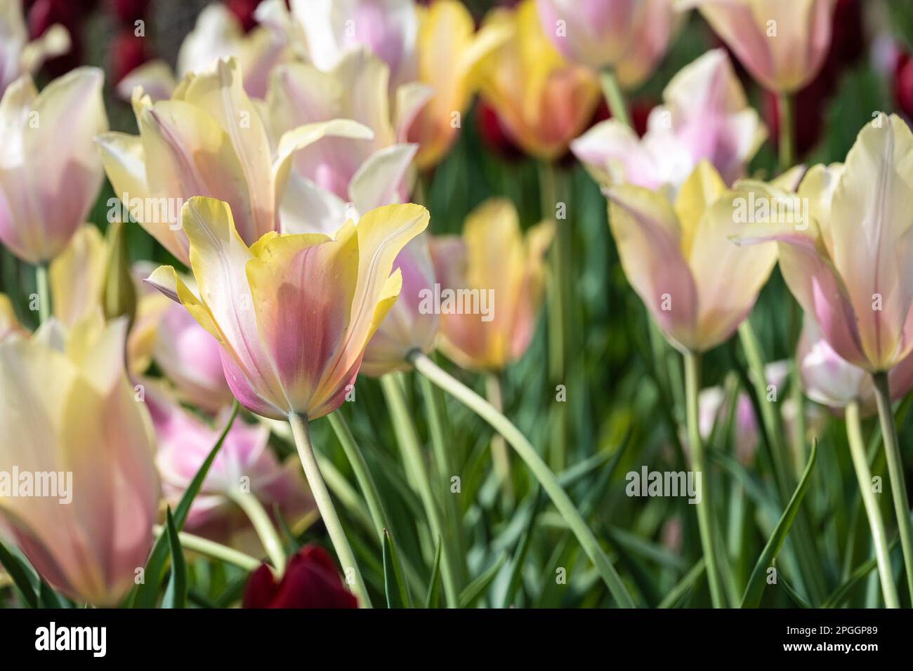 Magnifiques tulipes ensoleillées au jardin botanique d'Atlanta à Midtown Atlanta, Géorgie. (ÉTATS-UNIS) Banque D'Images