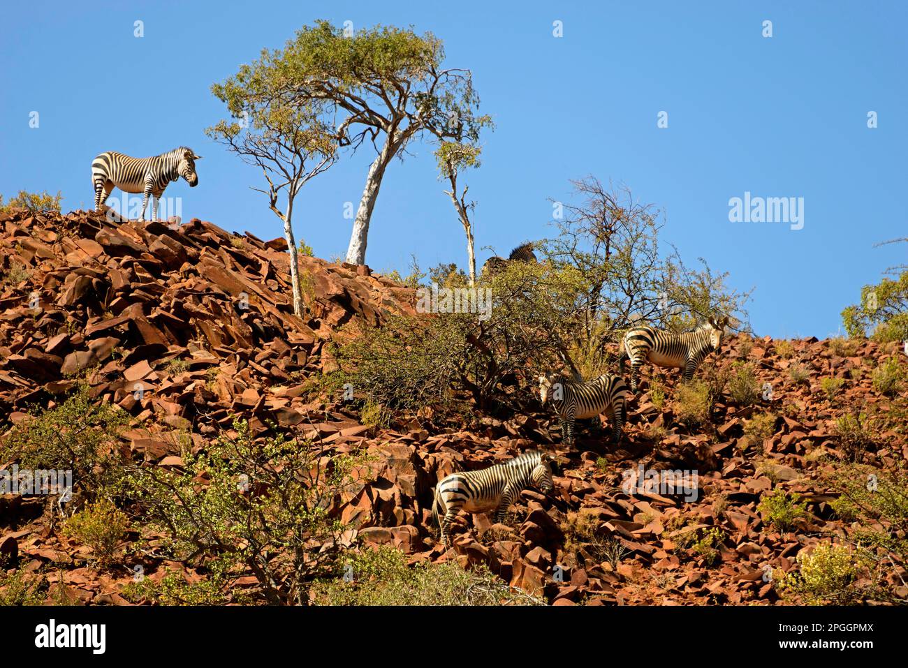 Le zèbre de montagne de Hartmann (Equus zébra hartmannae), Damaraland, Namibie Banque D'Images