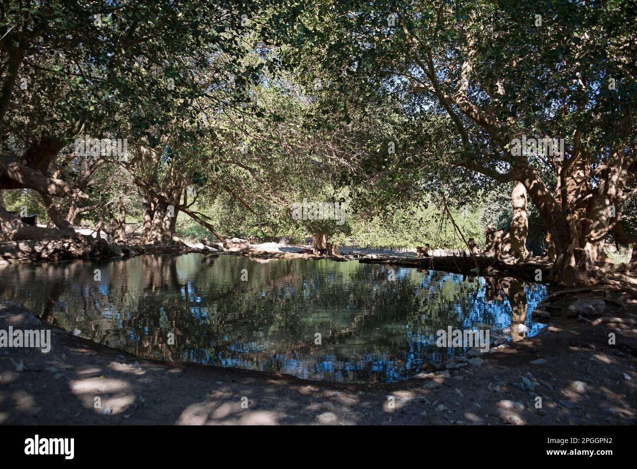 Printemps, source chaude, Sesfontein, Namibie Banque D'Images