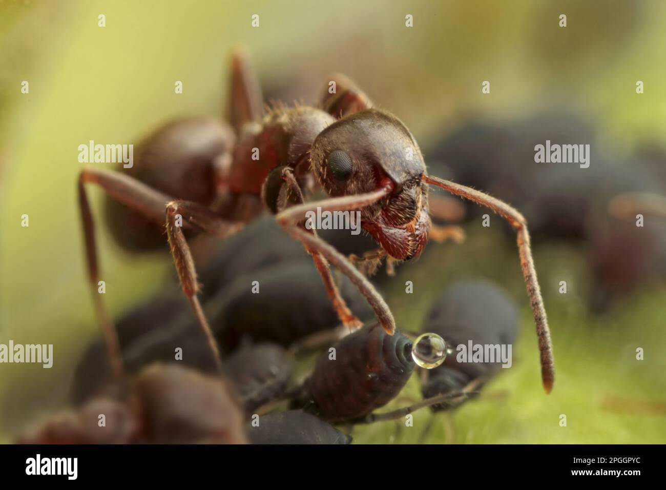 Black Garden Ant (Lasius niger) adulte, travailleur se nourrissant de miellat de puceron de Black Bean (Aphis fabae), Leicestershire, Angleterre, Royaume-Uni Banque D'Images