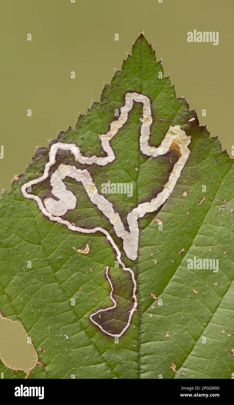 Néphticulidae, insectes, papillons, animaux, Autres animaux, mines de larves de feuilles de Moth (Stigmella aurella) dans le Bramble Yorkshire, Angleterre Banque D'Images