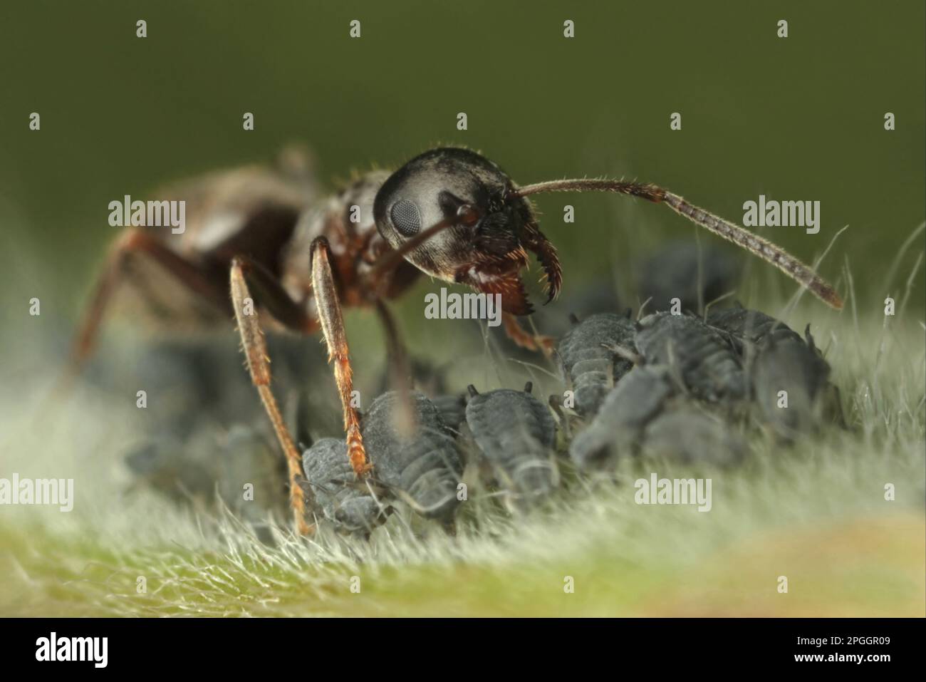 Black Garden Ant (Lasius niger) adulte, ouvrier 'herding' Black Bean puhids (Aphis fabae), pour le 'milking' Honeydew, Leicestershire, Angleterre, United Banque D'Images