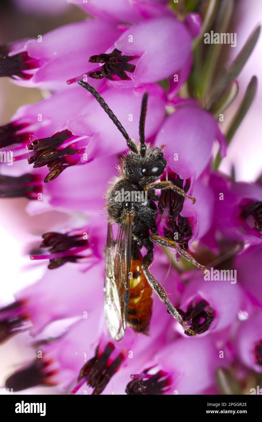 L'abeille nomade de Fabricius (Nomada fabriciana), mâle adulte, se nourrissant de la fleur de bruyère (Erica sp.) Dans le jardin, Powys, pays de Galles, Royaume-Uni Banque D'Images