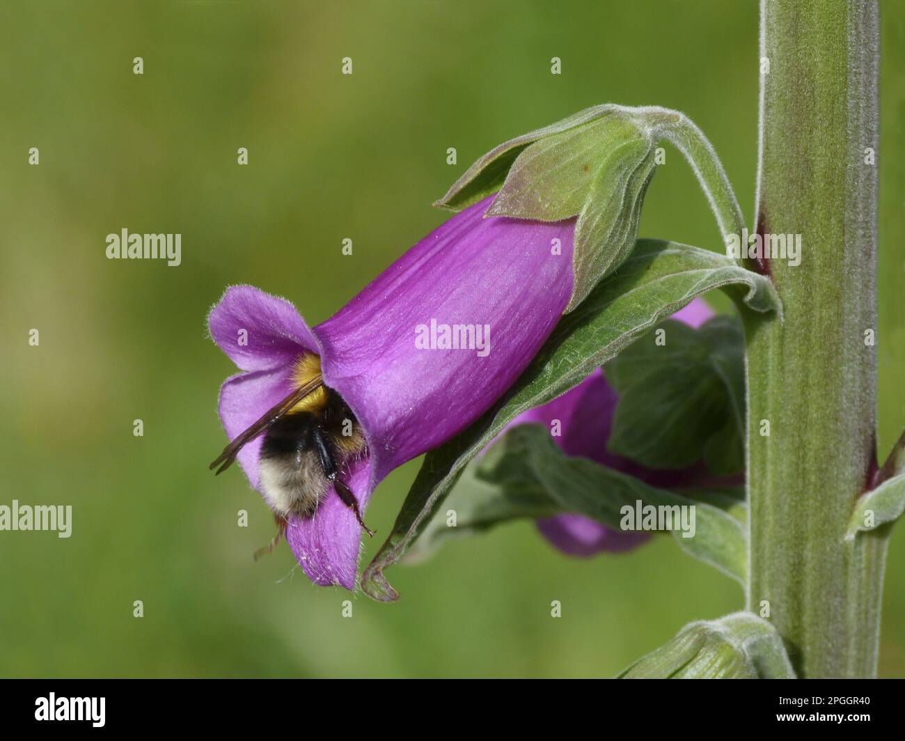 Bumblebee à queue blanche (Bombus lucorum) adulte, se nourrissant de la fleur de Foxglove (Digitalis purpurea) dans un jardin urbain, Leicestershire, Angleterre Banque D'Images