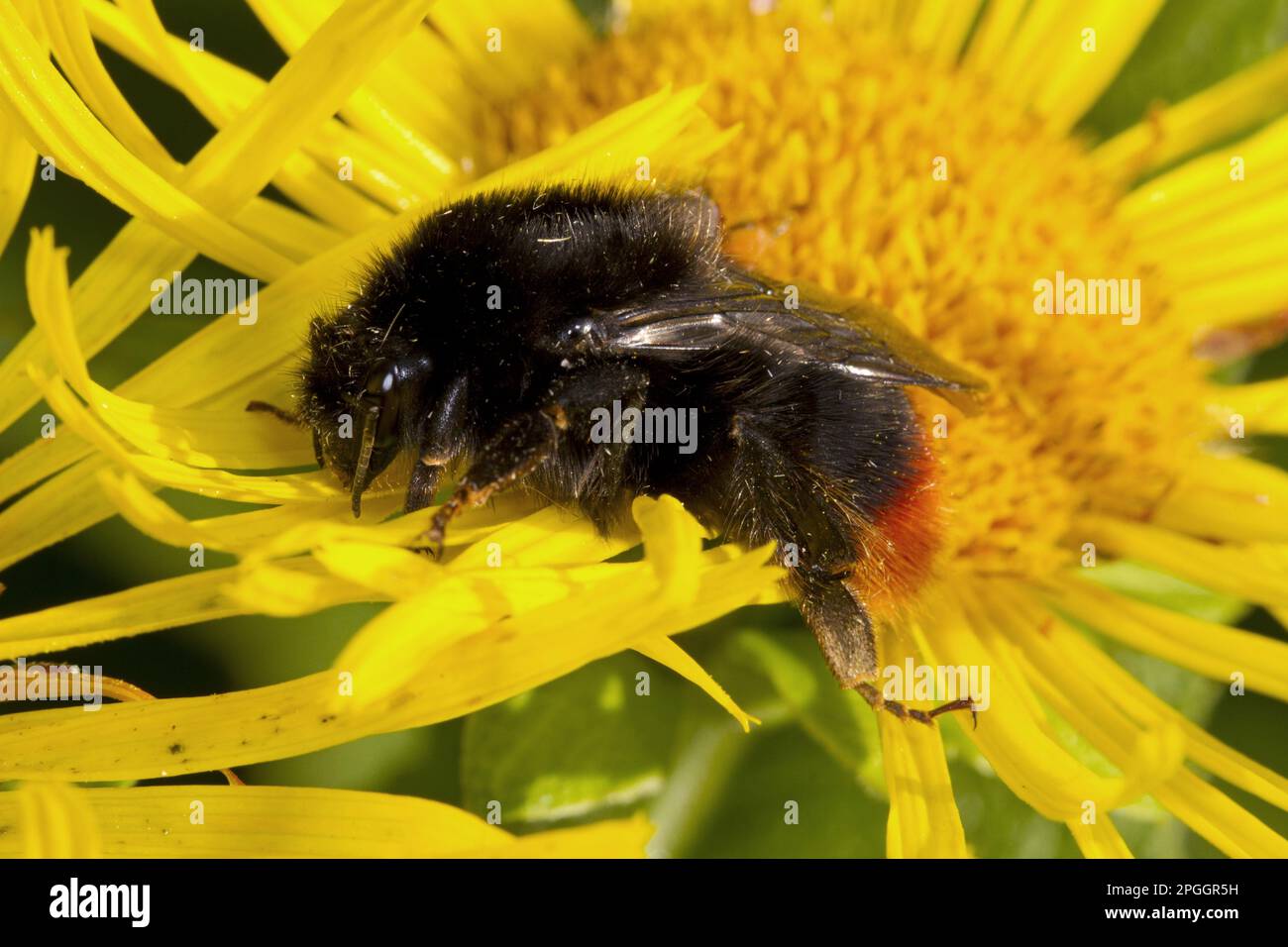 Bumblebee à moucheches rouges (Bombus ruderarius), Bumblebees à herbe, Bumblebee, Bumblebees, autres animaux, Insectes, animaux, bourdon de Carder à carapace rouge Banque D'Images