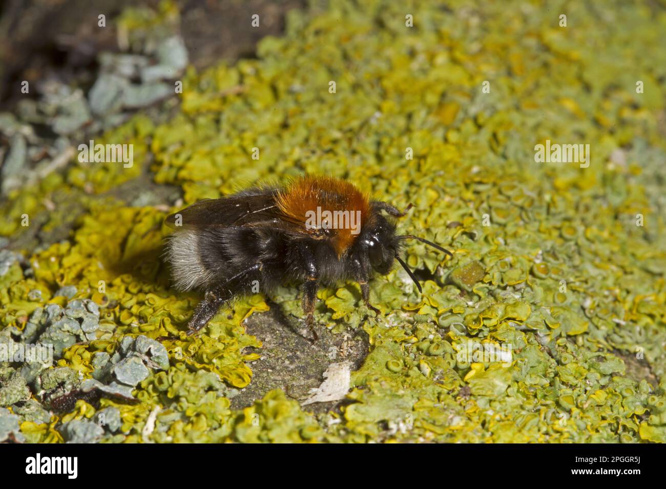 Bumblebee, Bumblebees (Bombus hypnorum), Bumblebee, Bumblebees, autres animaux, insectes, Animaux, arbre bourdon adulte, repos sur lichen Banque D'Images