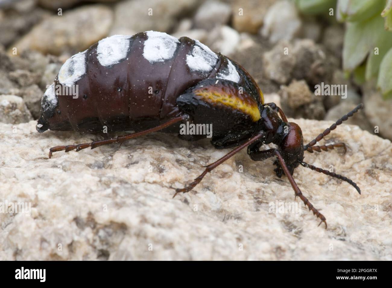 Coléoptère des boursouflures (Pseudomeloe sanguinolentus) adulte mâle, Parque National Pan de Azucar, désert d'Atacama, Chili Banque D'Images