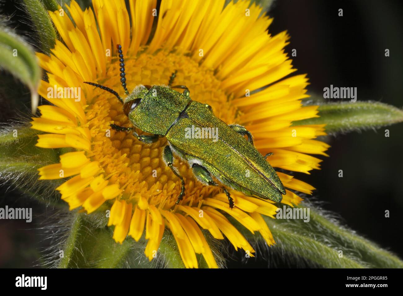 Emeraude Ash-borer Enerald scarabée (Anthoxia hungarica) adulte mâle, sur la fleur de l'estarse épineuse (Pallenis spinosa), près de Minerve, Herault Banque D'Images