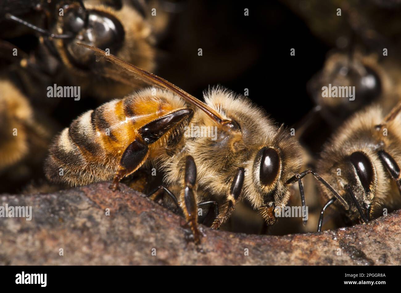 WESTERN Honey Bee (APIS mellifera) garde les travailleurs, garde l'entrée des nids, nichant dans la chambre de la fontaine Thames, comportement extrêmement inhabituel comme Banque D'Images