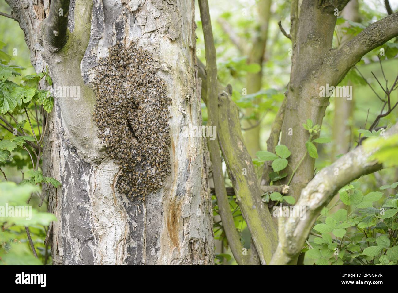 Essaim d'abeilles mellifères (APIS mellifera), nichant dans le trou de tronc de Sycamore (Acer pseudoplatanus), dans les bois feuillus, Blithfield, Staffordshire Banque D'Images