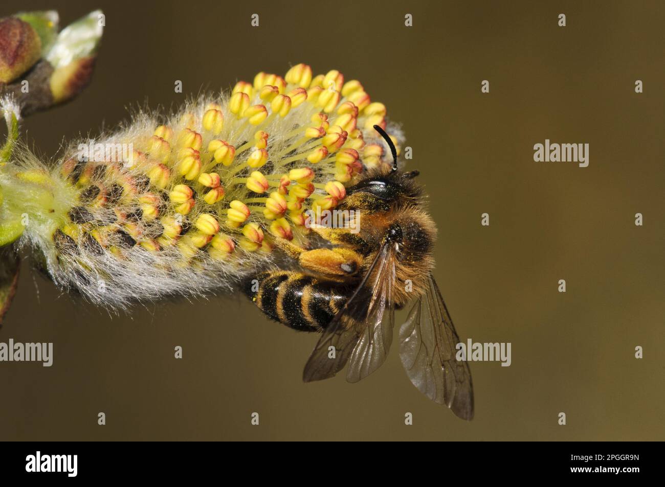 Abeille minière à pattes jaunes (Andena flavipes) adulte, se nourrissant de fleurs de saule de chèvre (Salix caprea), Réserve naturelle des lacs Blashford, Avon Valley, New Banque D'Images