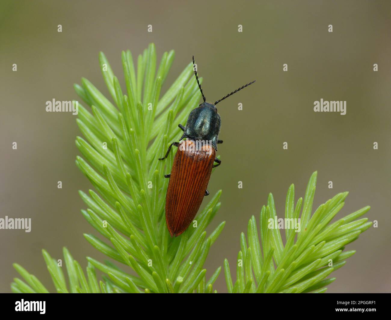 Click Beetle (Athous hémorroïdalis) adulte, reposant sur les feuilles de conifères, les Dolomites, les Alpes italiennes, le nord de l'Italie Banque D'Images