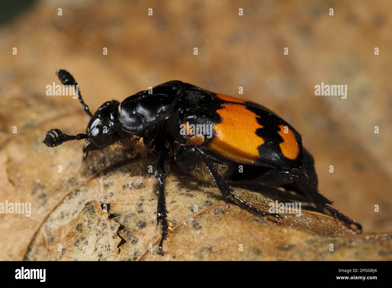 Common Sexton Beetle (Nicrophorus vespilloides) adulte, marchant au-dessus de la feuille morte, Clumber Park, Notinghamshire, Angleterre, Royaume-Uni Banque D'Images