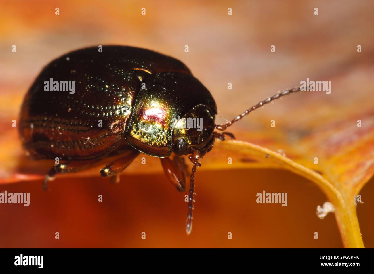 Rosemary Beetle (Chrysolina americana) introduit l'espèce, adulte, sur la feuille d'automne dans le jardin, Belvedere, Bexley, Kent, Angleterre, Royaume-Uni Banque D'Images