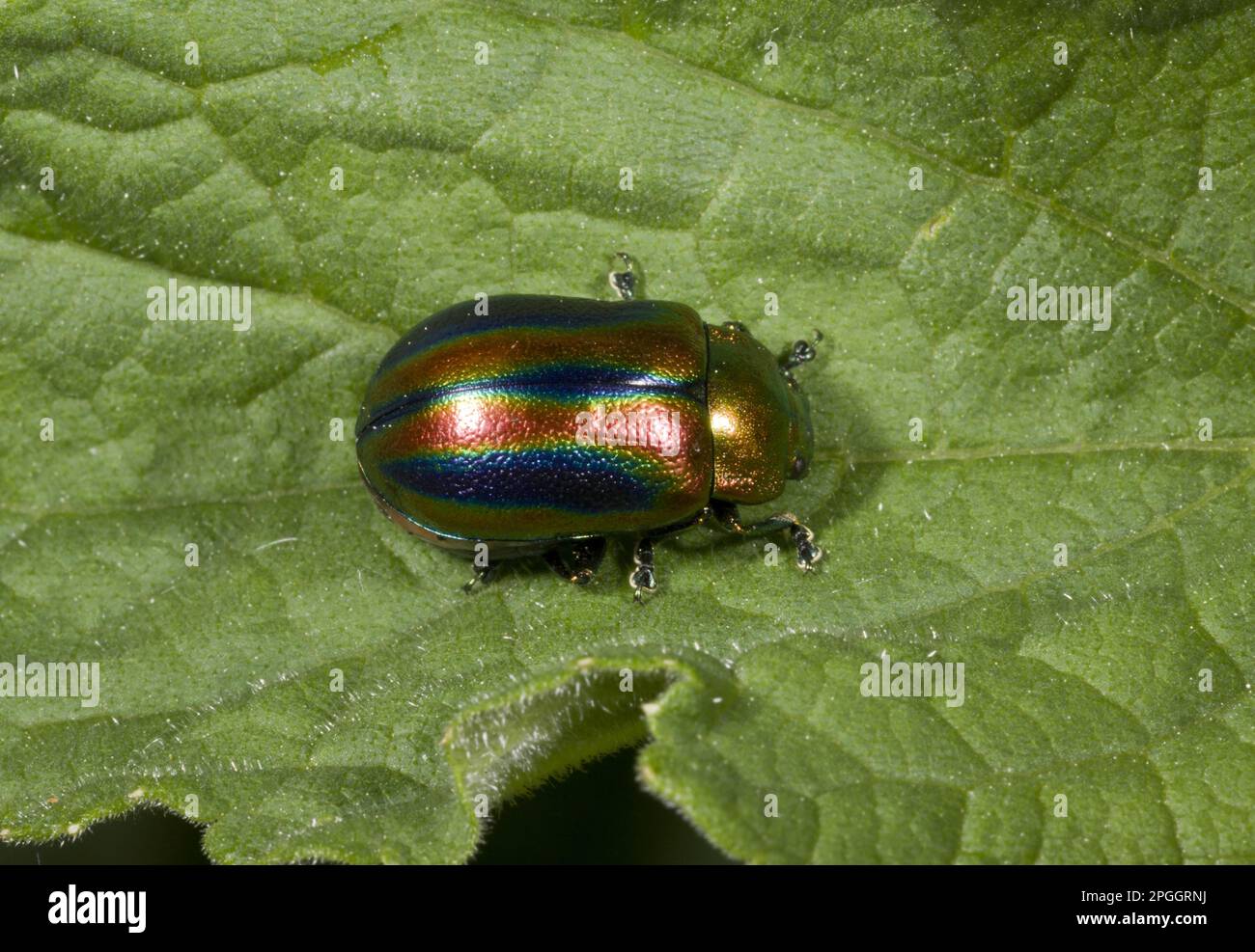 Rainbow Leaf Beetle (Chrysolina cerealis) adulte, reposant sur la feuille, Pyrénées françaises, France Banque D'Images