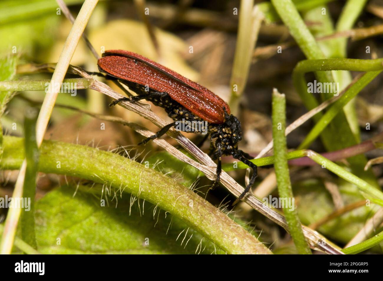 Beetle à ailes nettes (Platycis minutus) adulte, couvert d'acariens parasites, Brede High Woods, West Sussex, Angleterre, Royaume-Uni Banque D'Images