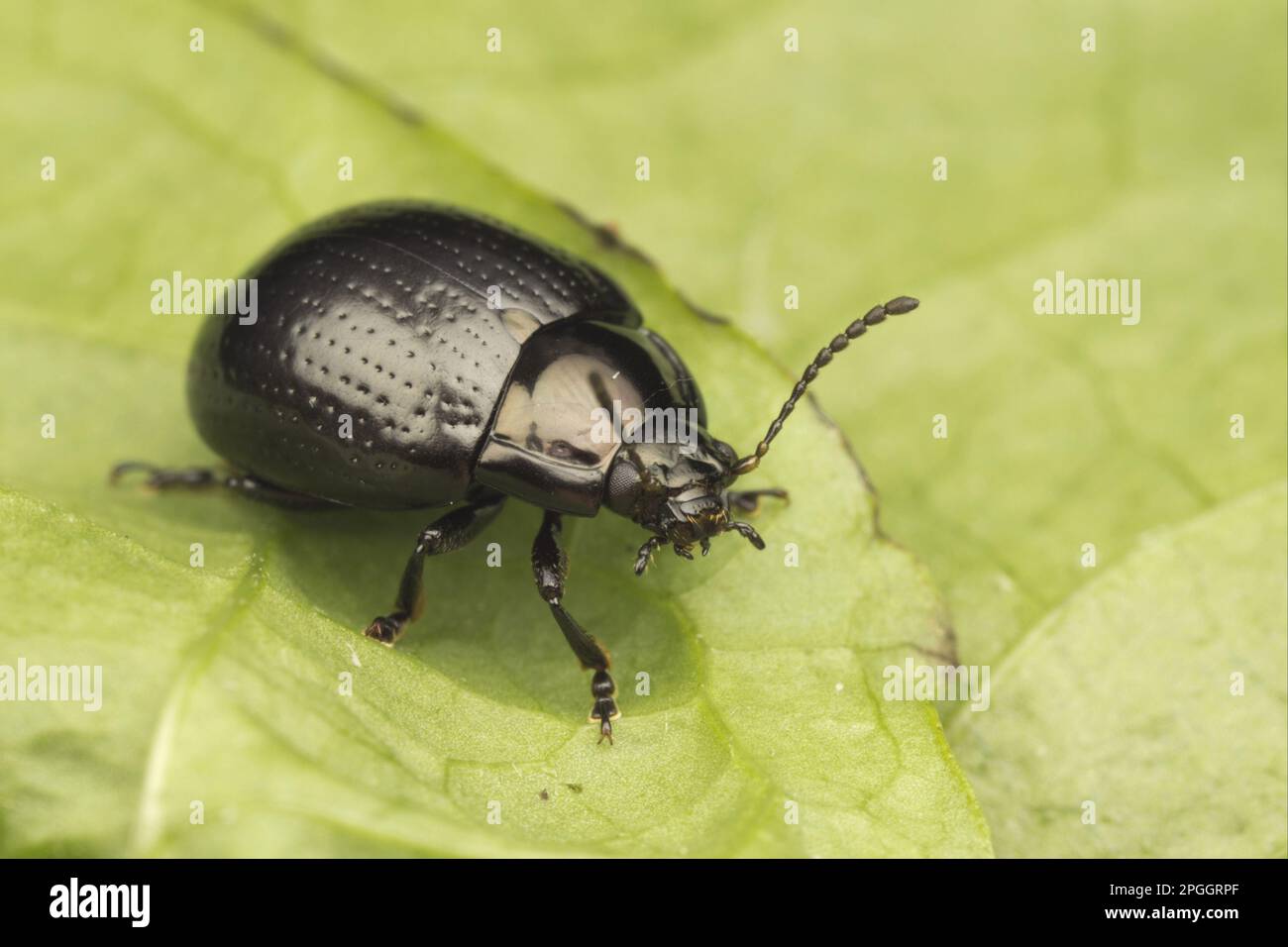 Beetle à large épaulement (Chrysolina oricalcia) adulte, reposant sur la feuille, Leicestershire, Angleterre, Royaume-Uni Banque D'Images