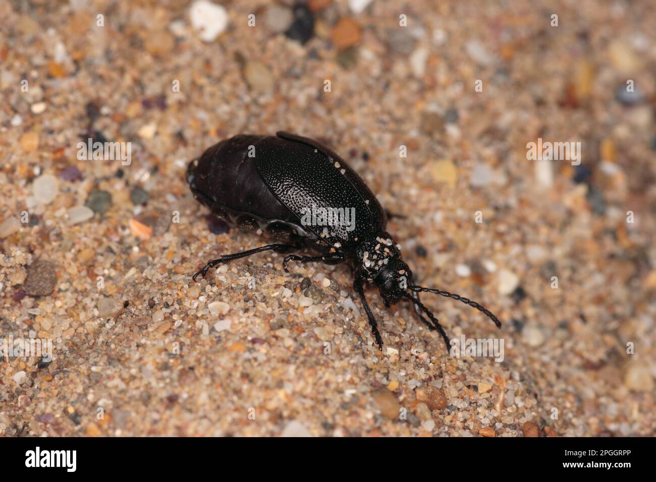 Le coléoptère des feuilles de Rainfern (Chrysomelidae), autres animaux, insectes, coléoptères, animaux, Tansy Leaf Beetle adulte, sur une dune de sable côtière, Braunton Burrows Banque D'Images