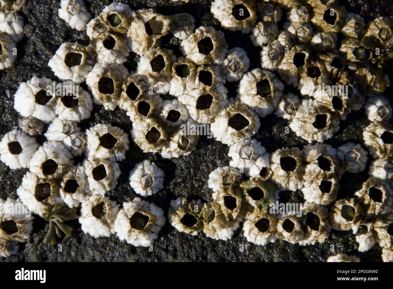 Semibalanus balanoides, barnacle, barnacles, autres animaux, crustacés, crustacés, animaux, barnacles d'corne Banque D'Images