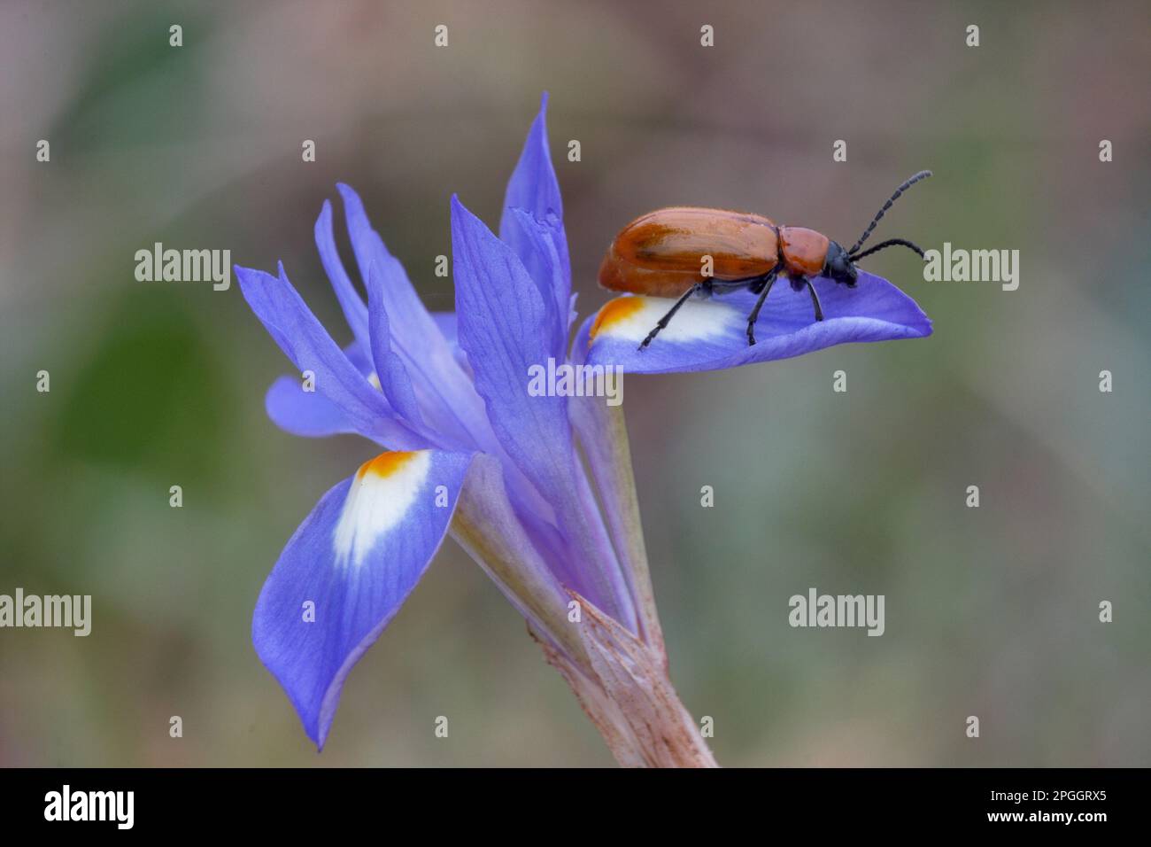 Beetle de soufre (Cteniopus sulfureus) adulte, reposant sur la fleur de la noix de Barbarie (Gynandriris sisyrinchium), Sicile, Italie Banque D'Images