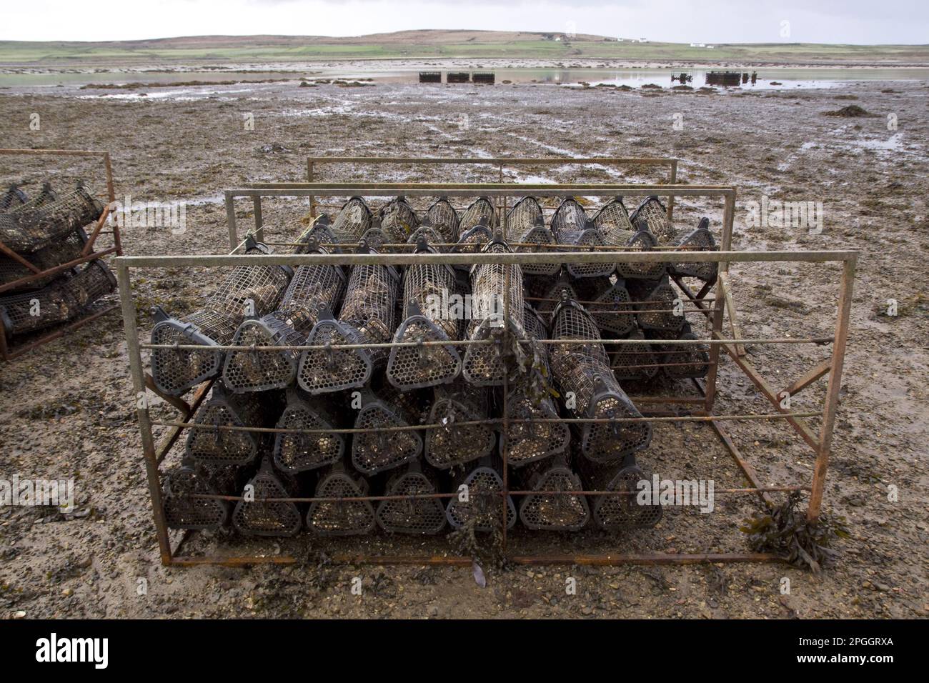 Les huîtres sont couvertes par la marée du Loch Gruinart sur Islay Banque D'Images