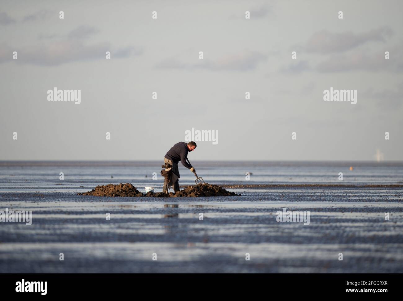 Pêcheur à la ligne qui recherche des vers comme appât, à marée basse sur les vasières, The Wash, Snettisham, Norfolk, Angleterre, Royaume-Uni Banque D'Images