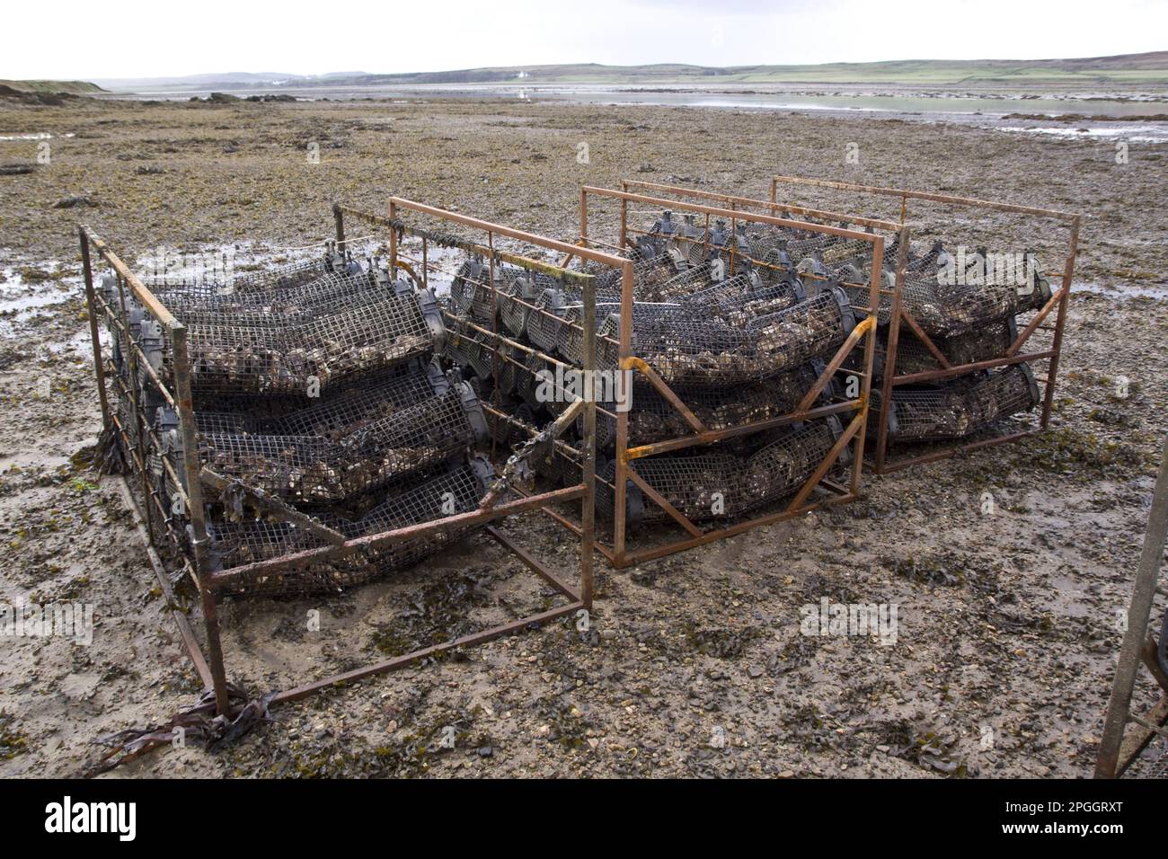 Les huîtres sont couvertes par la marée du Loch Gruinart sur Islay Banque D'Images
