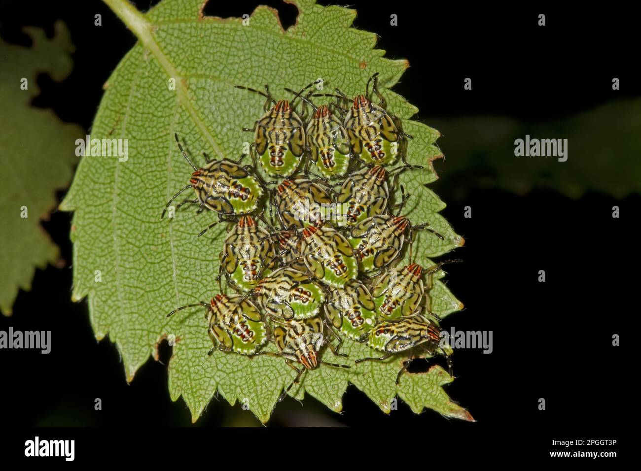 Insecte reproducteur tacheté, insectes parents (Elasmucha grisea), autres animaux, insectes, animaux, arbalète, Insectes, nymphes de l'arc de parent, regroupés sur Norfolk Banque D'Images