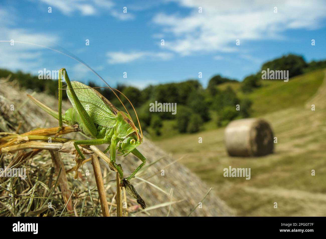 Upland Green Bush-cricket (Tettigonia cantans) adulte femelle, reposant sur une balle de foin ronde dans un habitat de prairie taillée, Parc régional d'Antola, Genova Banque D'Images