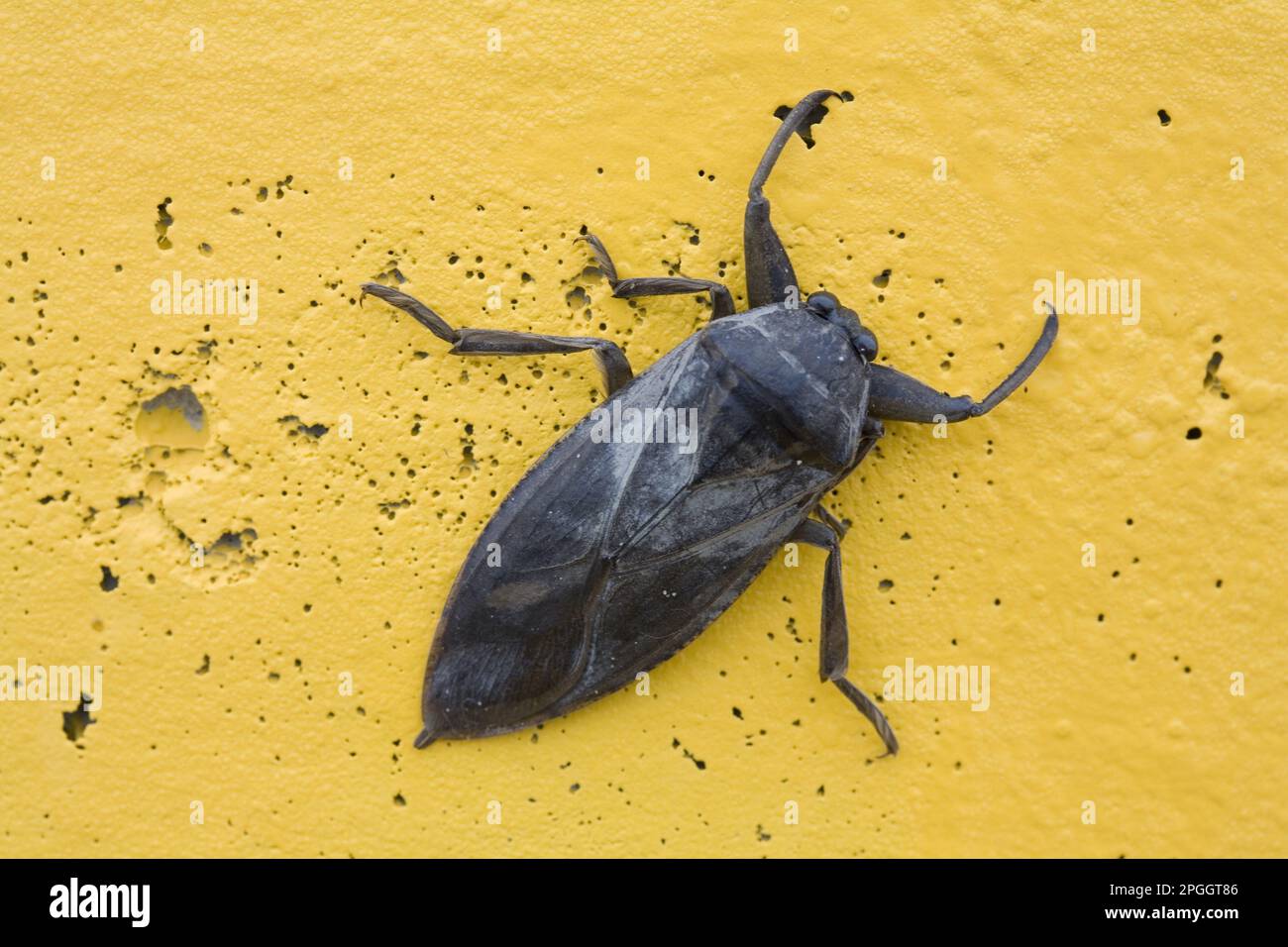 Pied-de-biche de l'est (Benacus griseus) adulte, reposant sur un lampadaire en ville, Dakota du Nord (U.) S. A. Banque D'Images