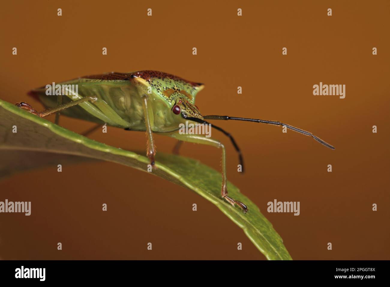 Hawthorn Shieldbug (Acanthosoma haemorrhoidale) adulte, sur feuille, Leicestershire, Angleterre, Royaume-Uni Banque D'Images