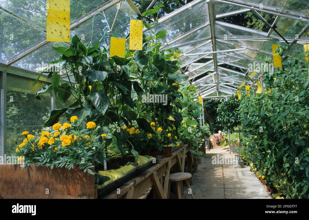 Marigold français (Tagetes patula x erecta) 'Lemon Drop', floraison, plantation de compagnon pour décourager les pucerons en serre, avec l'insecte collant suspendu Banque D'Images