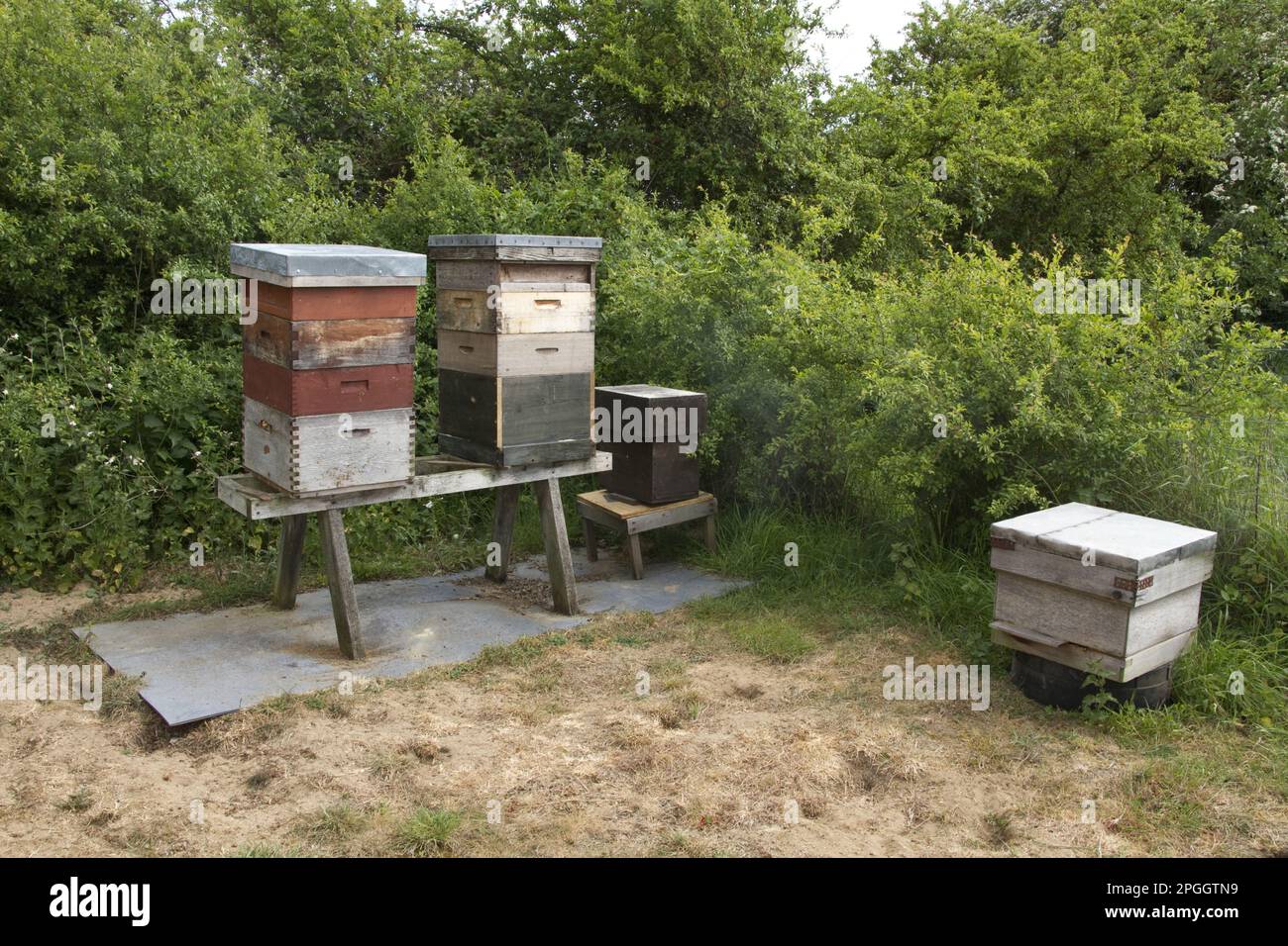 Les ruches d'abeilles de l'Ouest montrant les différentes sections avec volonté contiennent le miel et la larve de la colonie d'abeilles. La plus grande boîte est appelée la couvée Banque D'Images