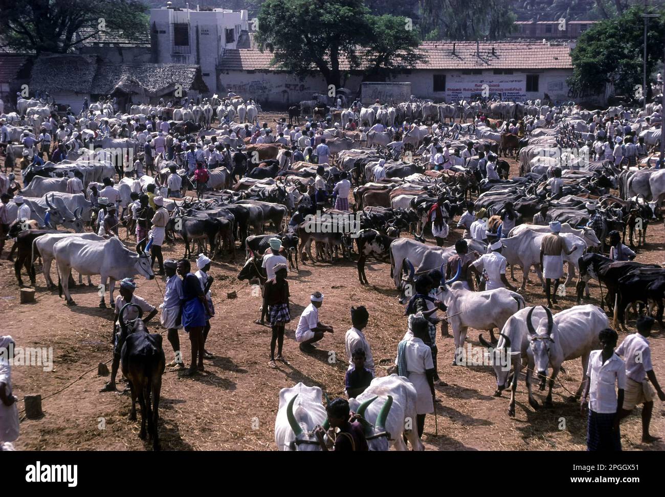 Marché du bétail à Polachi, Tamil Nadu, Inde, Asie Banque D'Images