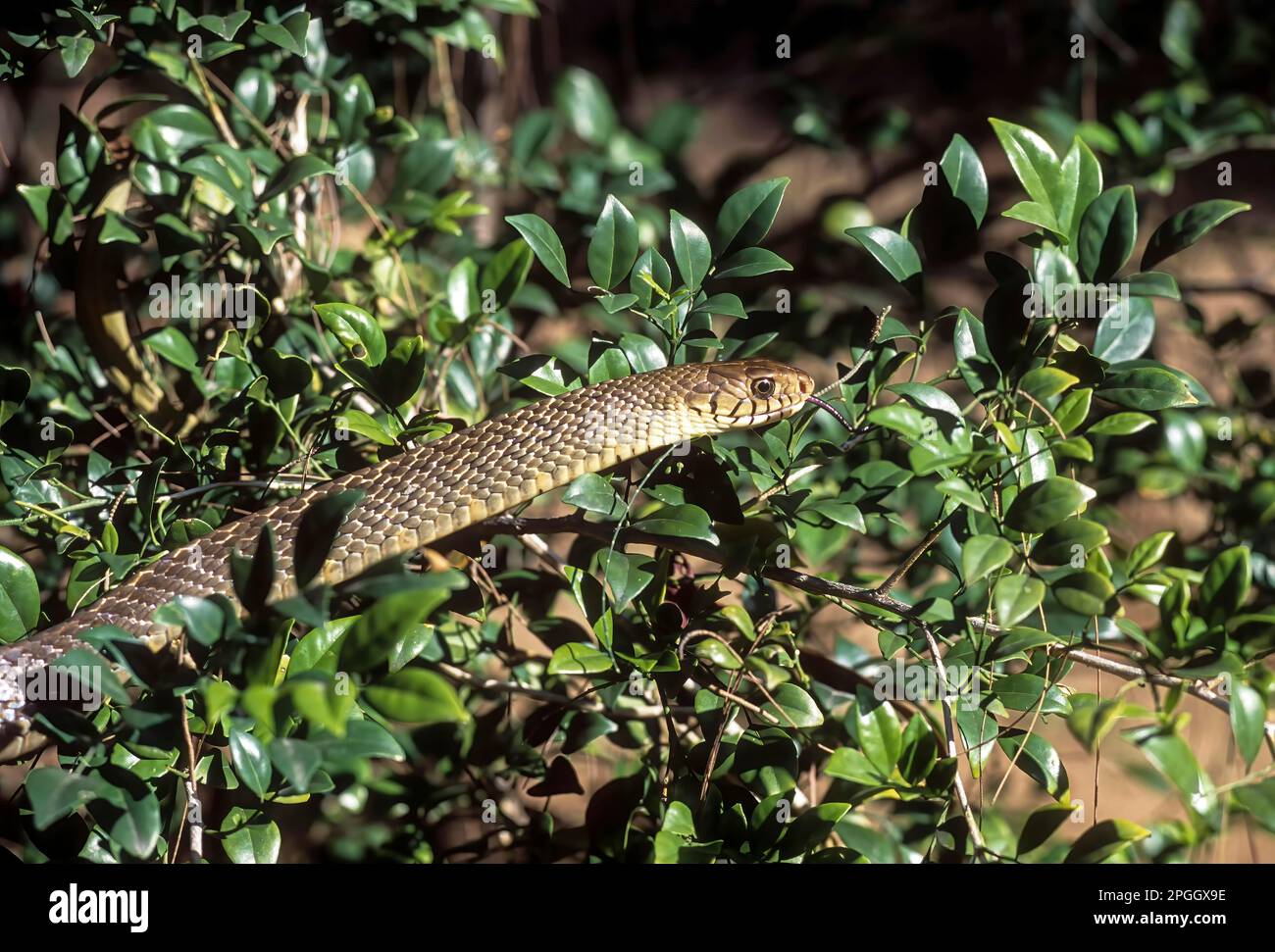Serpent de rat indien (Ptyas mucosus) Tamil Nadu, Inde du Sud, Inde, Asie Banque D'Images