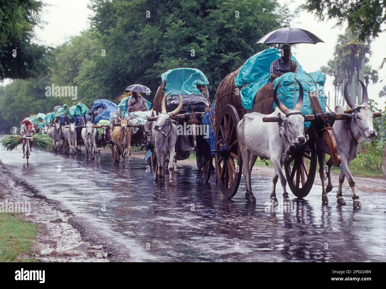 Chariots Bullock le jour des pluies, Tamil Nadu, Inde, Asie Banque D'Images