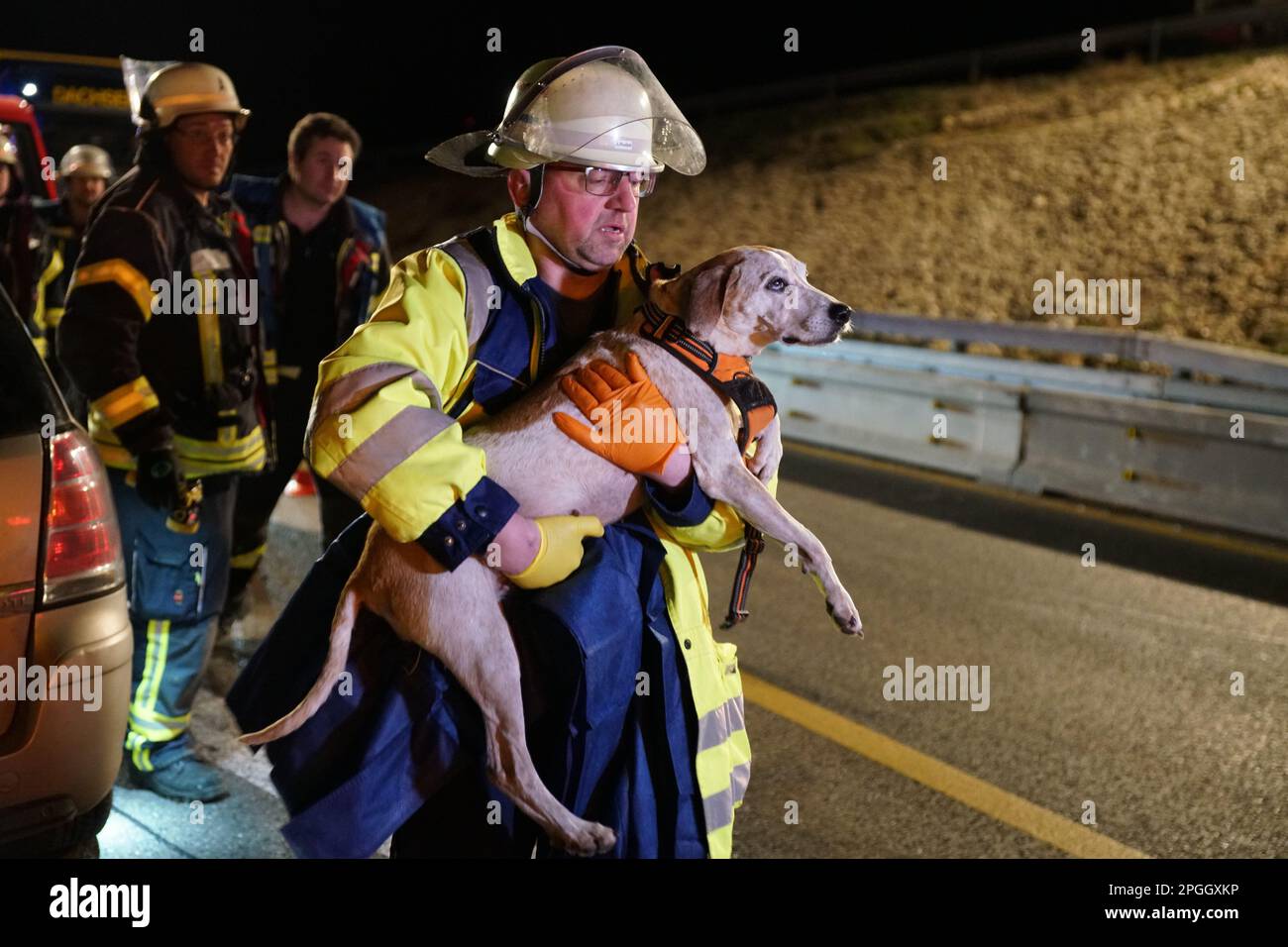 22 mars 2023, Bade-Wurtemberg, Mühlhausen im Täle: Un secouriste porte un chien après un accident le A8. Un chauffeur de mauvaise voie en état d'ébriété a été grièvement blessé lors d'un accident sur le A8 près de Mühlhausen im Täle (district de Göppingen). Quatre chiens assis dans sa voiture ont également été grièvement blessés mercredi soir, selon la police, jeudi soir. Un chien est mort sur les lieux de l'accident. (Vers dpa « collision de voiture dans un camion sur A8 - conducteur de mauvaise voie et chiens grièvement blessés ») photo : Woelfl/SDMG/dpa Banque D'Images