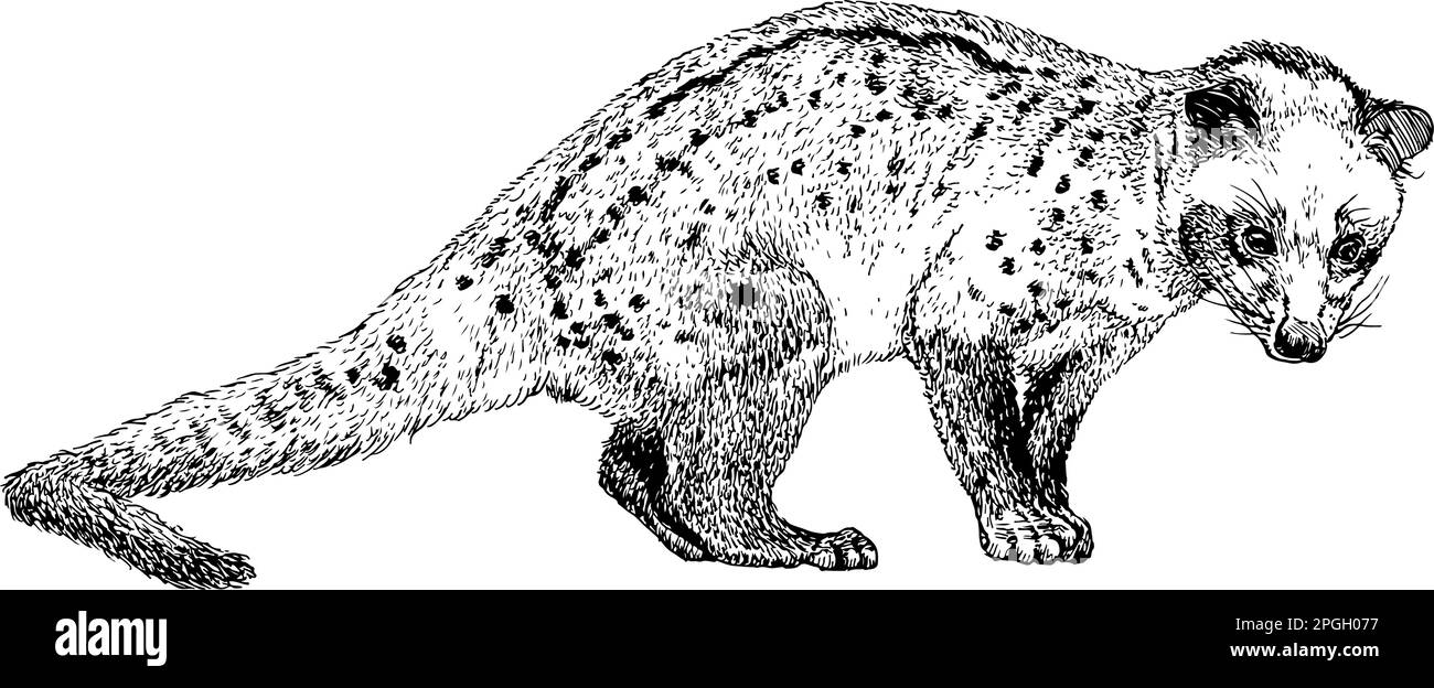 Dessin réaliste à la main d'un chat de palme asiatique ou d'un chat toddy, illustration vectorielle Illustration de Vecteur